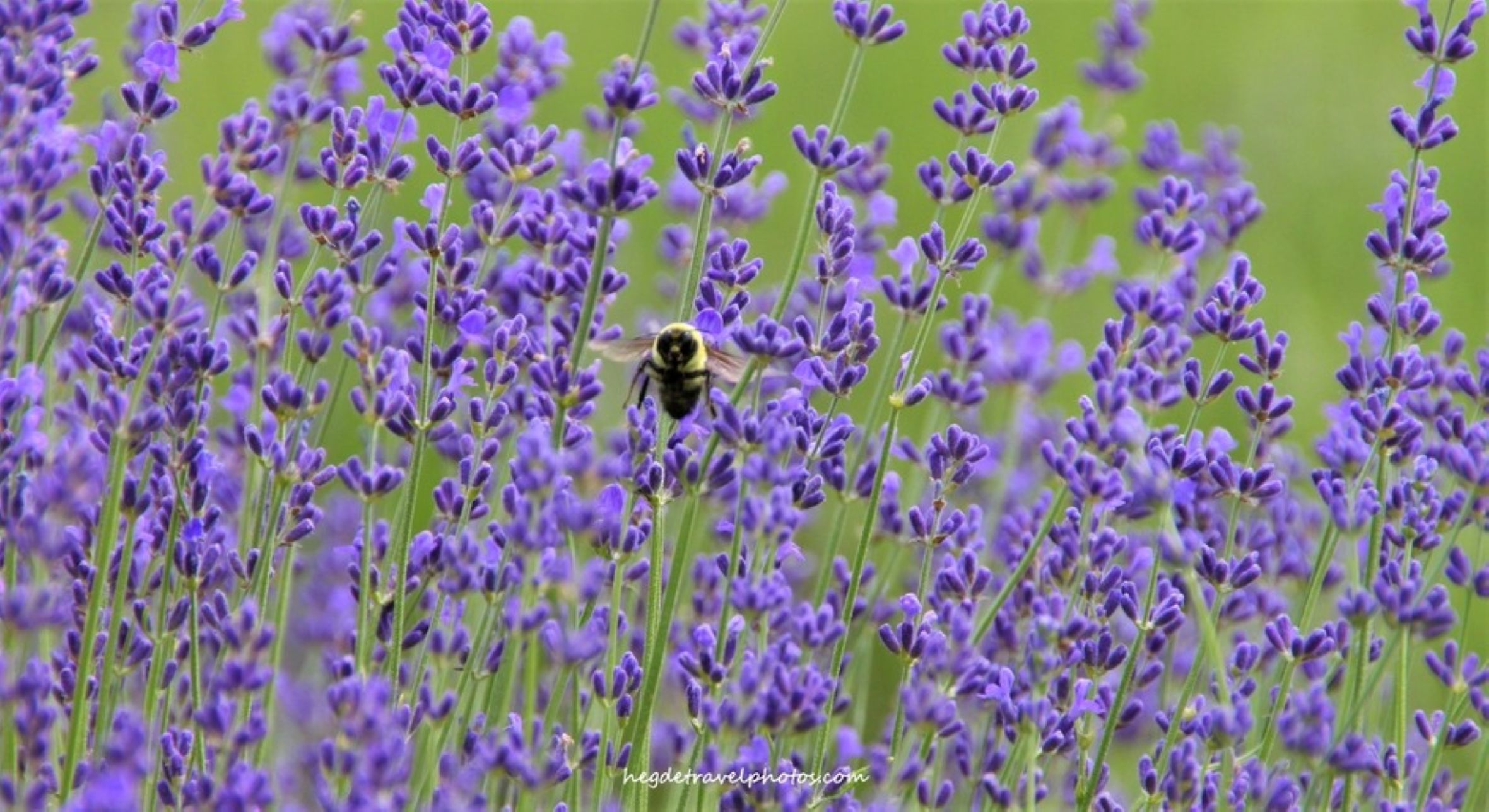Experience the Beauty of Lavender Farm