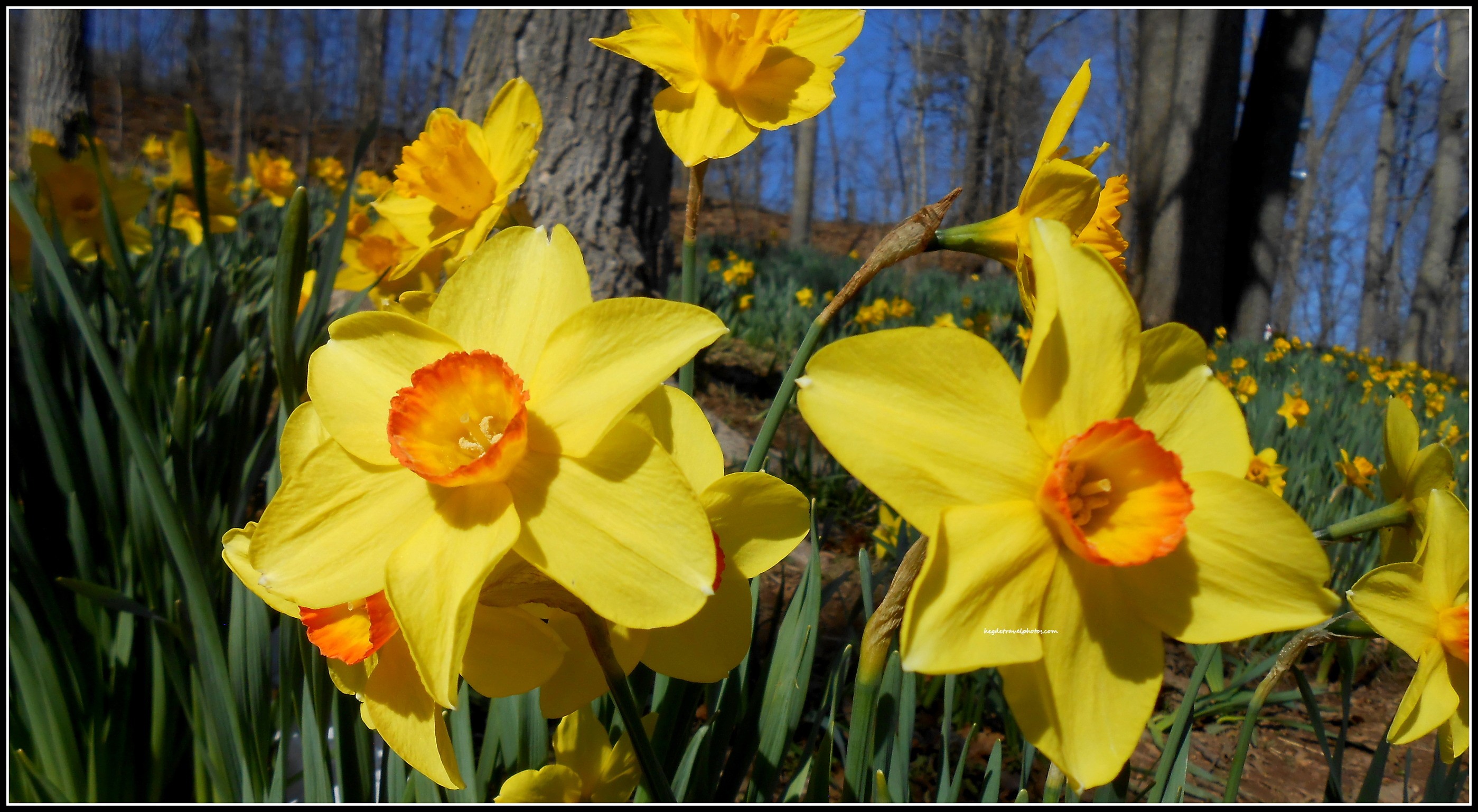 Explore Hubbard Park’s Daffodil Wonderland in Connecticut
