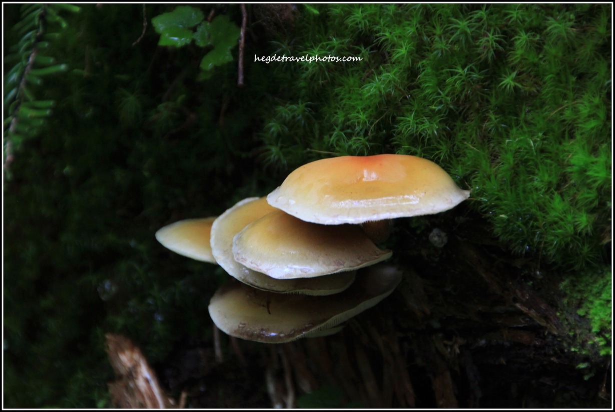 Mushrooms in the Woods
