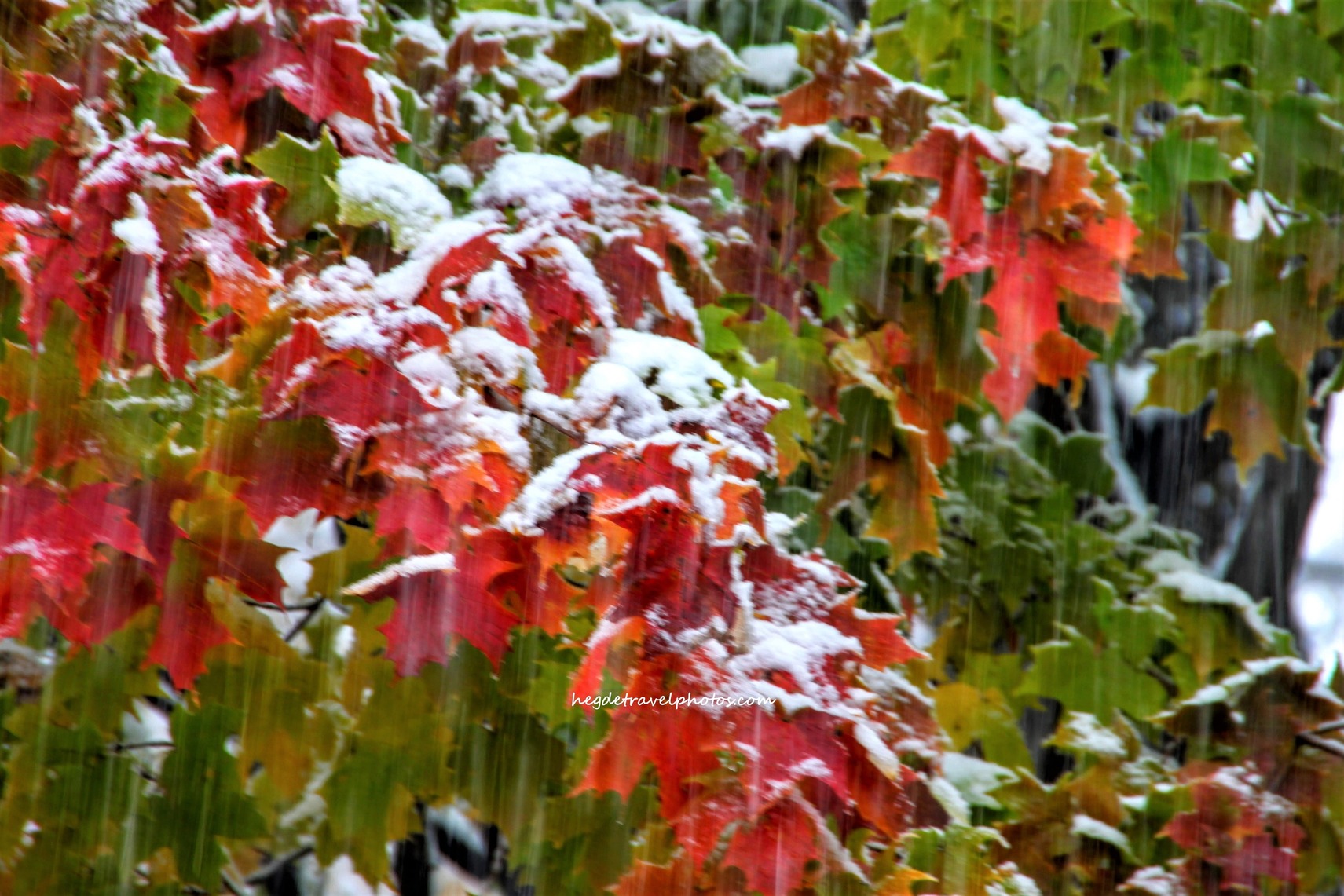 Falling Snow on Autumn Leaves