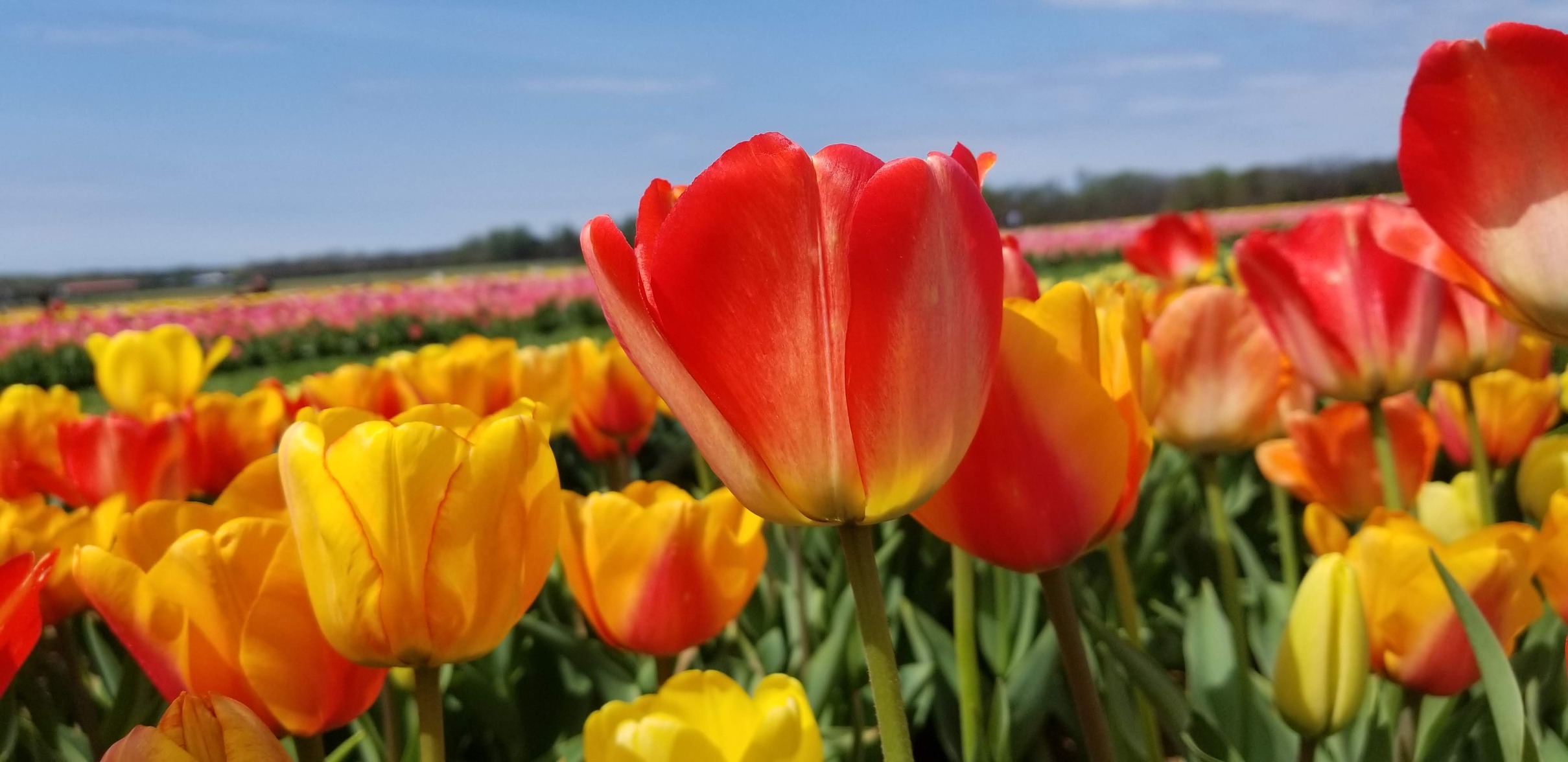 Holland Ridge Tulip Farm