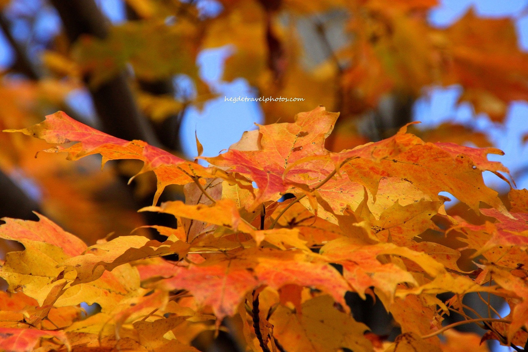 Autumn Leaves
