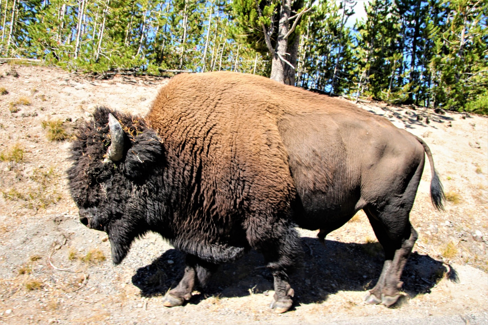 Lonely Bison