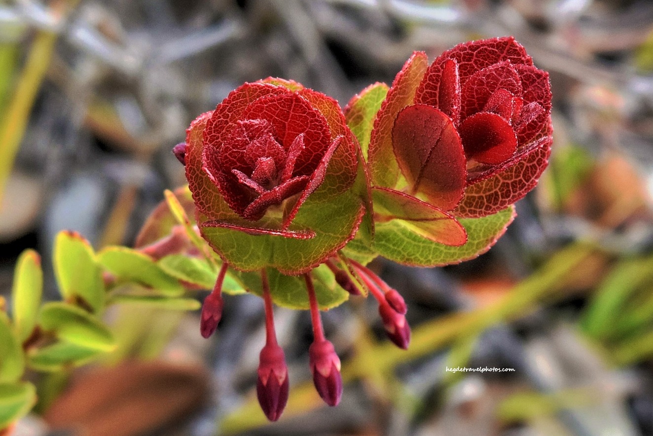Ohelo Flowers in Hawaii Volcanoes National Park