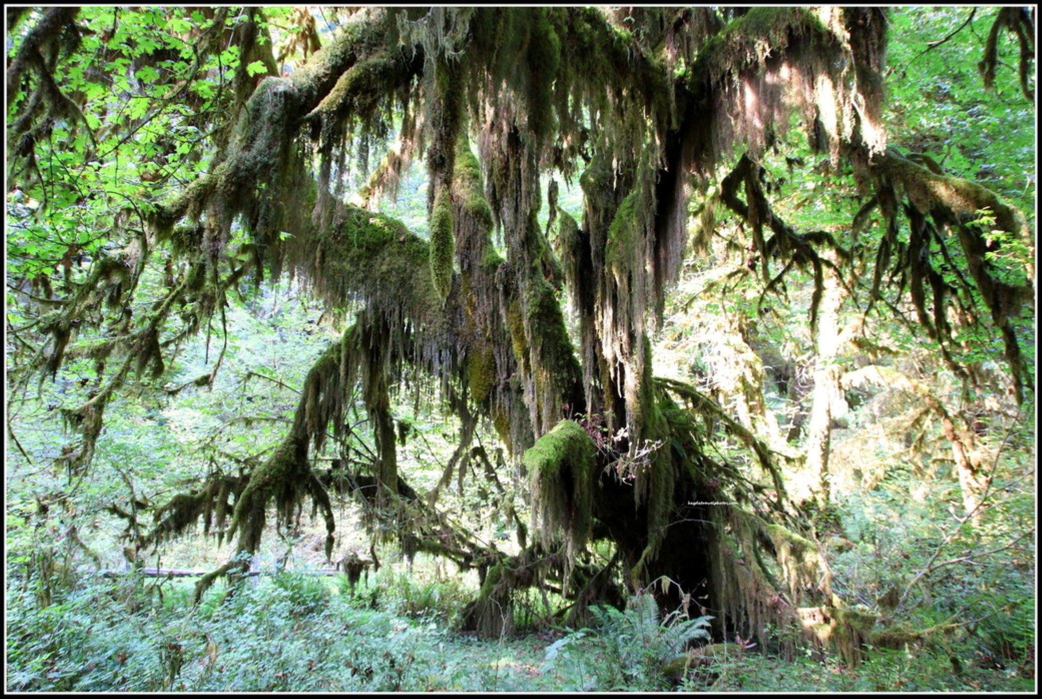 Best Trails in Olympic National Park, Washington