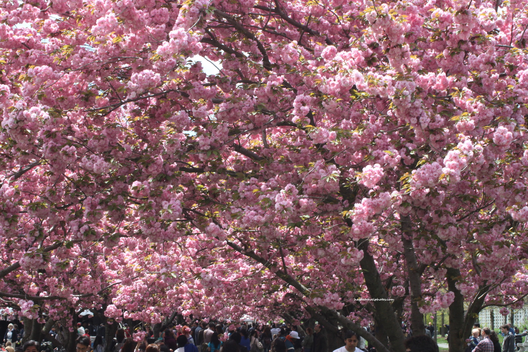 Cherry Blossom Brooklyn Botanic Garden