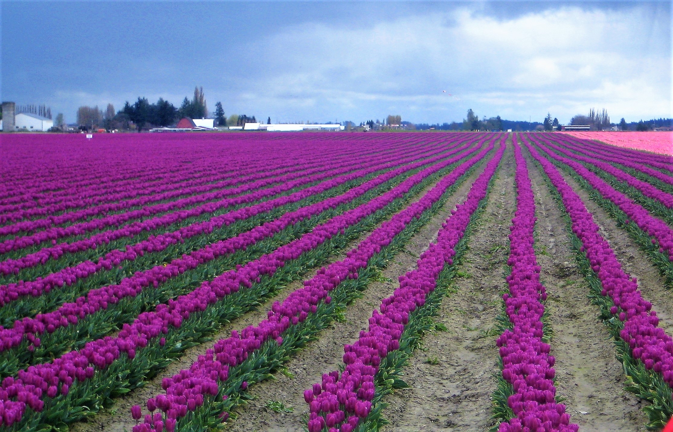 Skagit Valley Tulip Festival