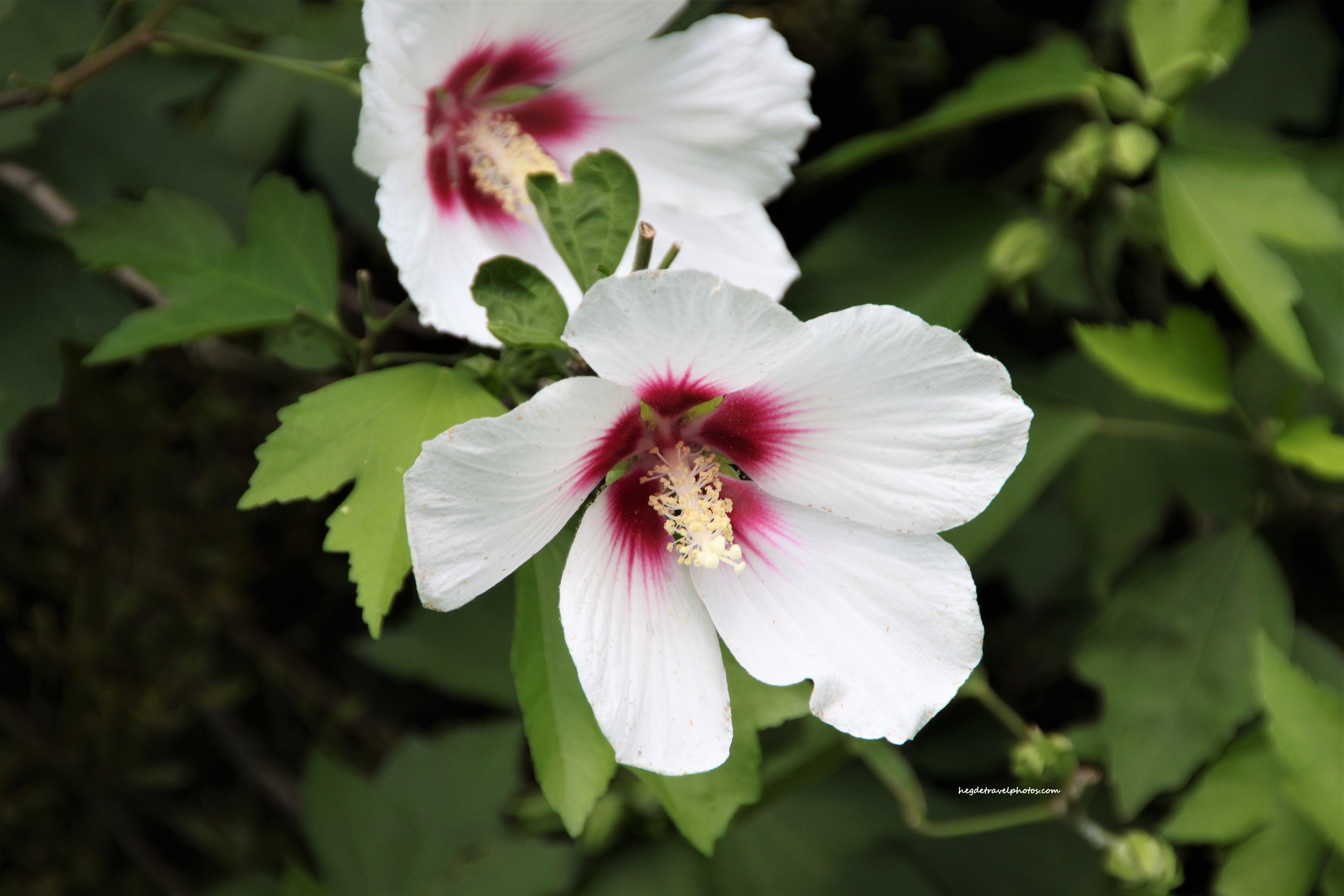 Wild Flowers at Duke Farm