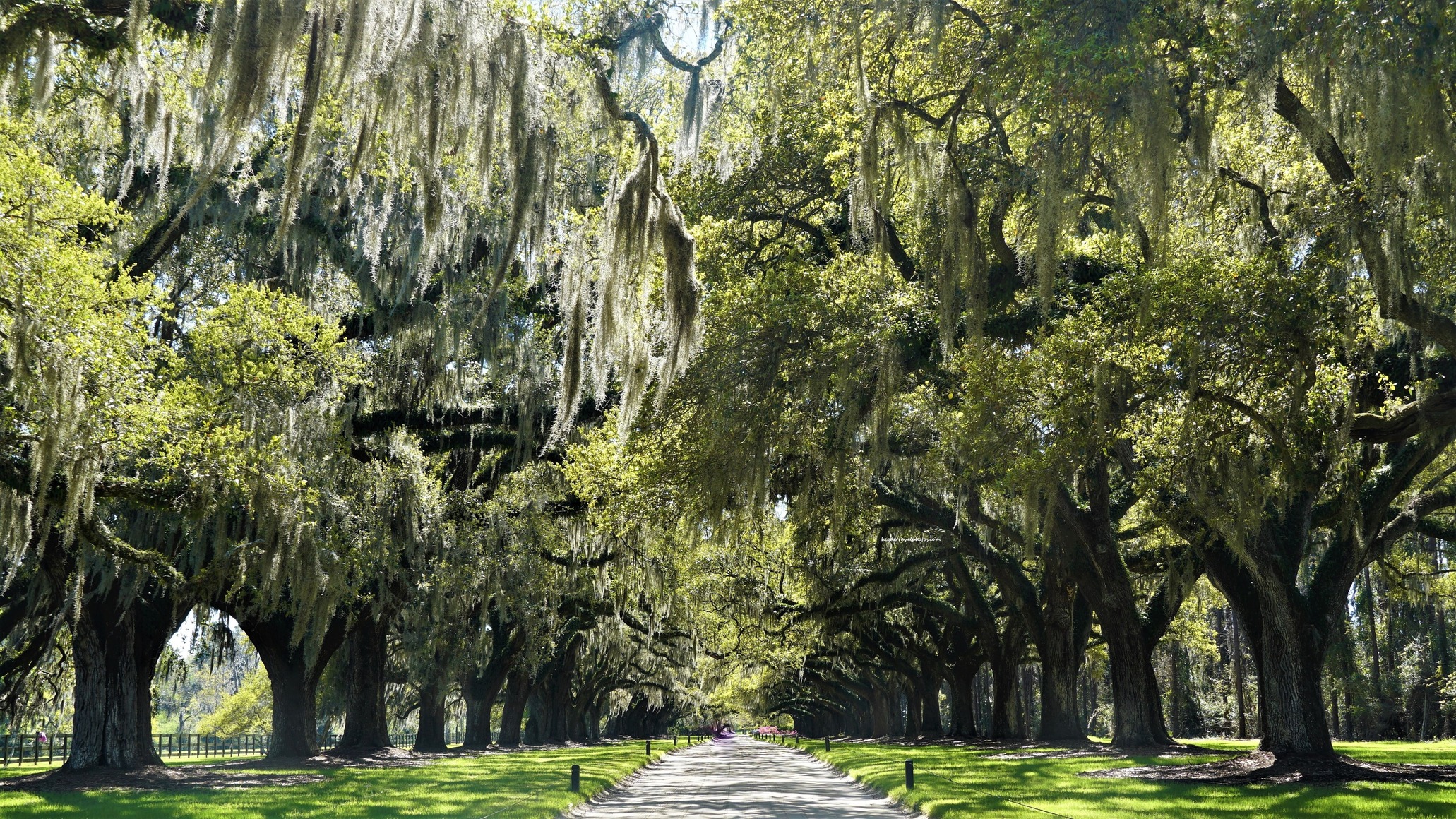 Avenue of Oaks: Discover Boone Hall Plantation’s Beauty