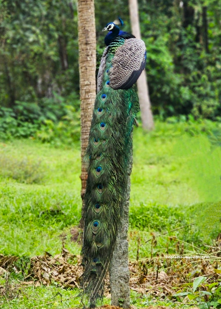 Pride Peacock