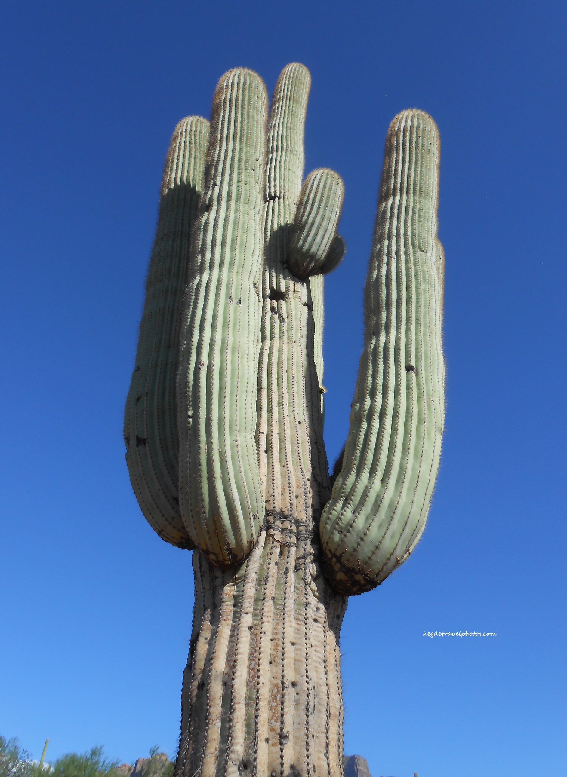 Green Cactus – A Desert Jewel