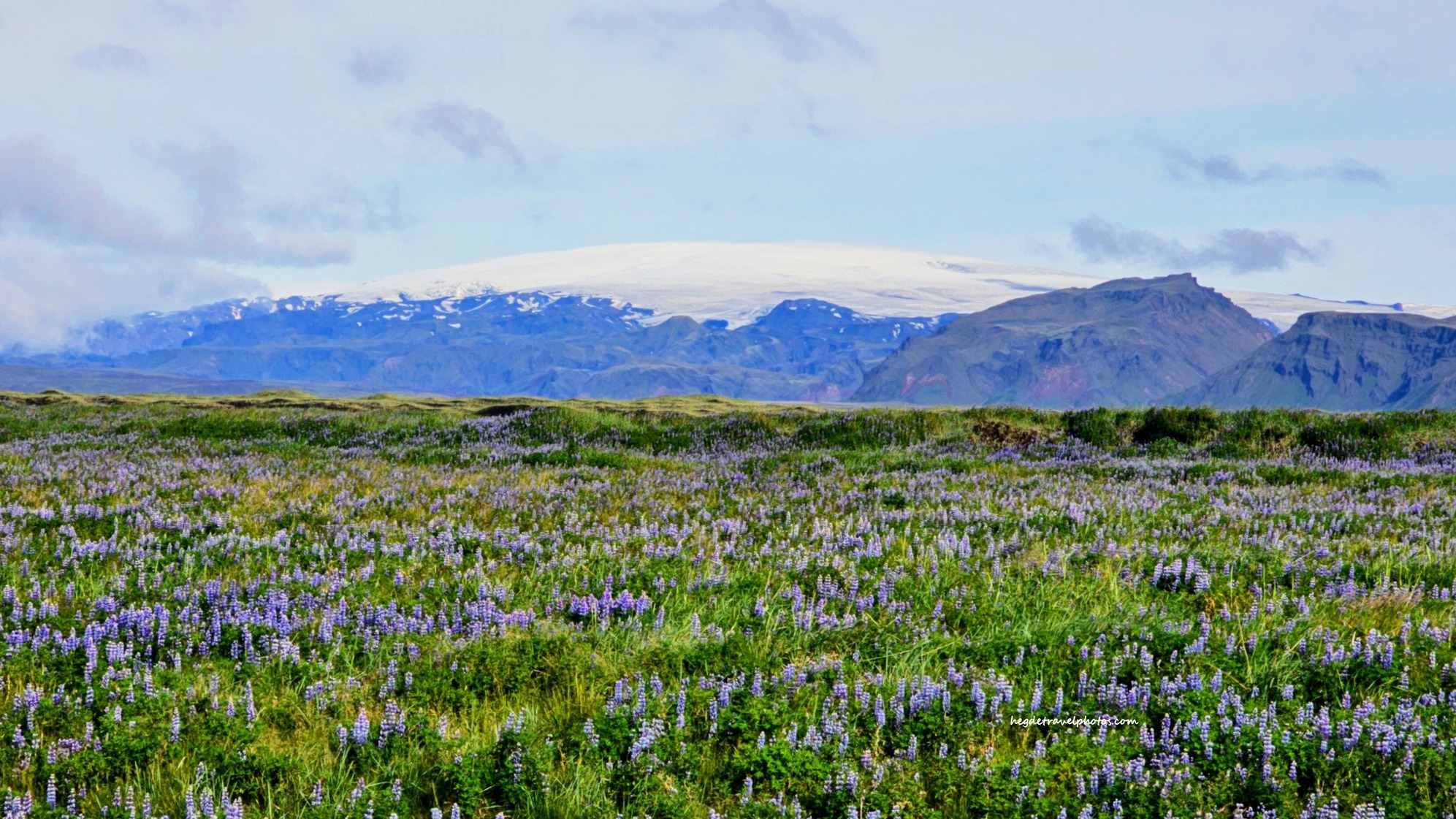 South Iceland’s Mýrdalsjökull and Lupine Fields