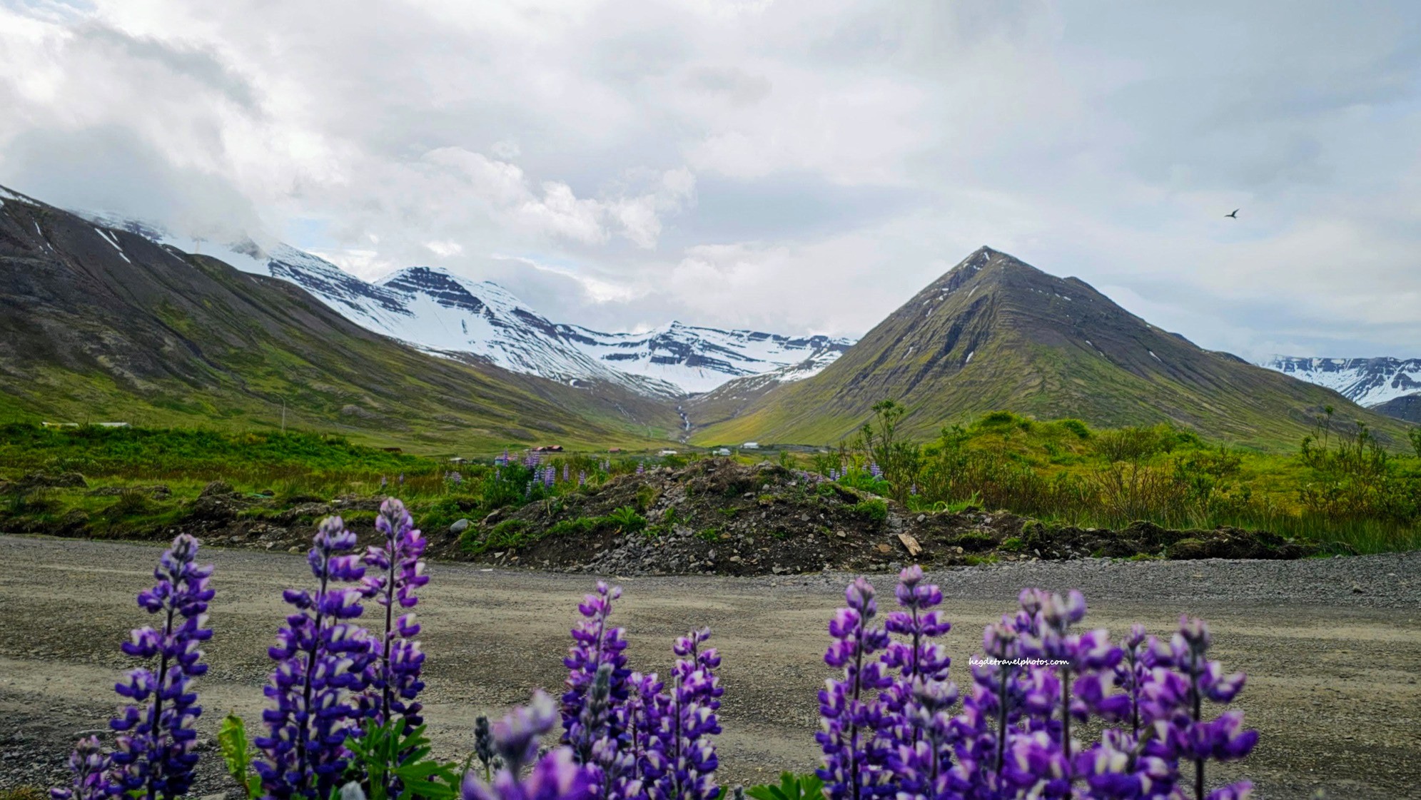 Mountain Peaks and Purple Lupines in North Iceland